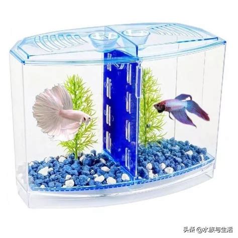 辦公桌養魚